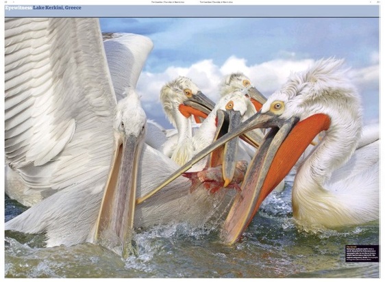 Guardian pelican spread