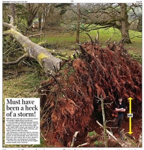 oak tree daily mail march 20