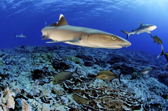 Ducie shark, Pitcairn